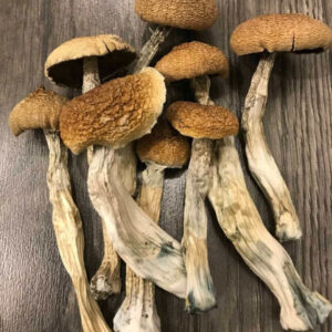 dried amazonian cubensis mushrooms