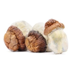 code blue magic mushrooms