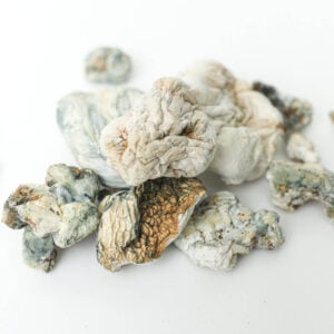 enigma magic mushrooms