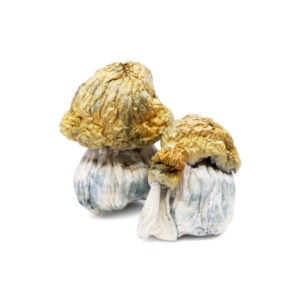 KSSS Peyote magic mushrooms