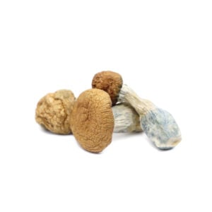 makilla gorilla magic mushrooms
